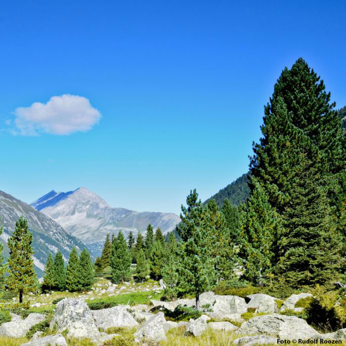 banner-1-zirbenwald-1-700x700-credit banner-1-zirbenwald-1-700x700-credit